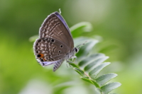 f:id:ovalis:20141005114706j:image:right