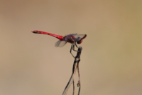 f:id:ovalis:20141025150105j:image:right