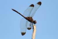 f:id:ovalis:20141025154308j:image:right