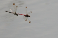 f:id:ovalis:20141102123031j:image:right