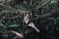 f:id:ovalis:20141109120458j:image:right