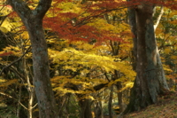 f:id:ovalis:20141115150101j:image:right