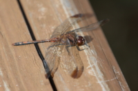 f:id:ovalis:20141123125043j:image:right