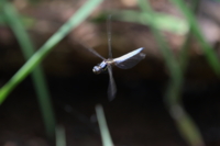 f:id:ovalis:20150506111438j:image:right