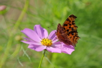 f:id:ovalis:20151004104319j:image:right