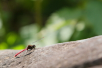 f:id:ovalis:20151011121541j:image:right