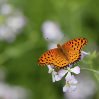 f:id:ovalis:20170409231931j:image:right