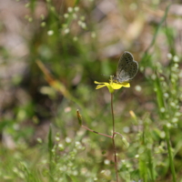 f:id:ovalis:20170423224037j:image:right