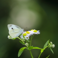 f:id:ovalis:20170611123051j:image:right