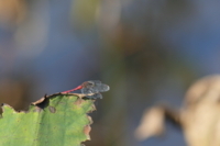 f:id:ovalis:20171101135653j:image:right