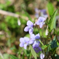 f:id:ovalis:20180328144145j:image:right