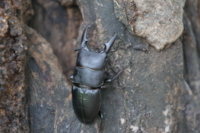 f:id:ovalis:20180610115340j:image:right