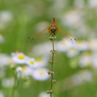 f:id:ovalis:20180610121139j:image:right