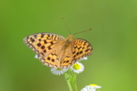 f:id:ovalis:20180701105459j:image:right