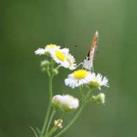 f:id:ovalis:20180701110355j:image:right