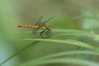 f:id:ovalis:20180701122846j:image:right