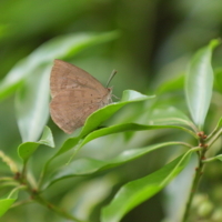 f:id:ovalis:20180715144521j:image:right