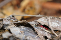 f:id:ovalis:20181021111727j:image:right