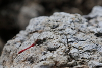 f:id:ovalis:20181021112037j:image:right