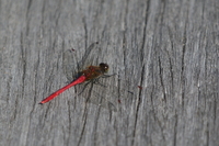 f:id:ovalis:20181028110151j:image:right