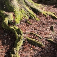 f:id:ovalis:20211123185952j:plain:right