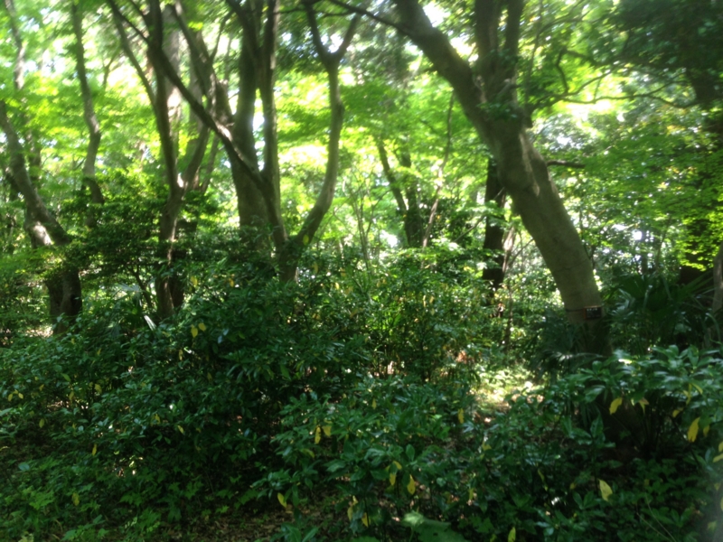 f:id:ovanrei:20150527103955j:image:w360