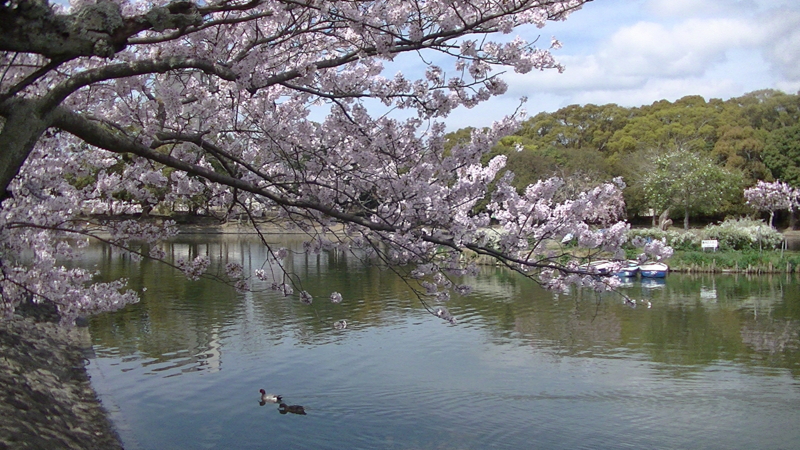 f:id:ovanrei:20160405100842j:image:w360 f:id:ovanrei:20160405100842j:image:w360