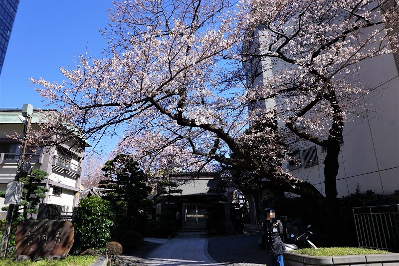 19 03 24 浄円寺と高円寺駅前のしだれ桜 Ovanの社会科見学 19 03 24 浄円寺と高円寺駅前のしだれ桜 Ovanの社会科見学