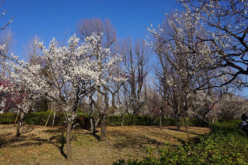 f:id:ovanrei:20200214172331j:image:w360 f:id:ovanrei:20200214172331j:image:w360