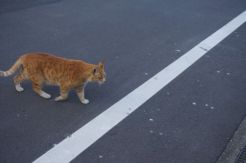 f:id:ovanrei:20200316141142j:image:w360