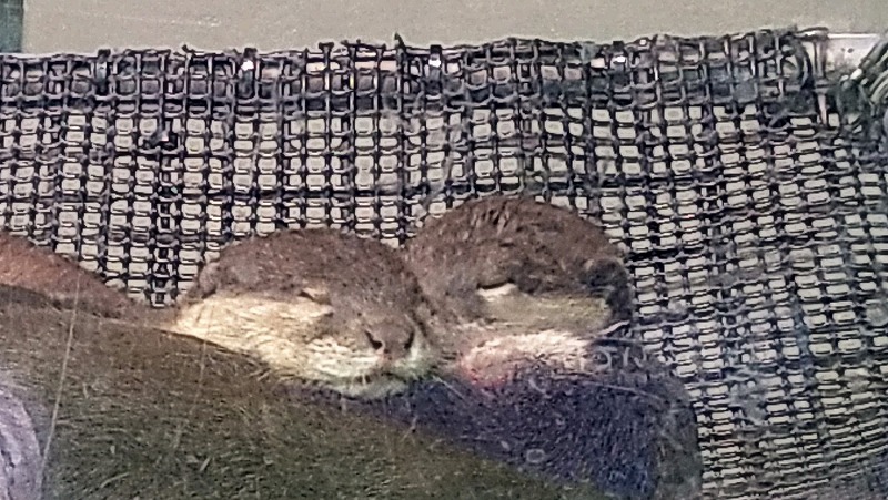 f:id:ovanrei:20210614153903j:image:w360