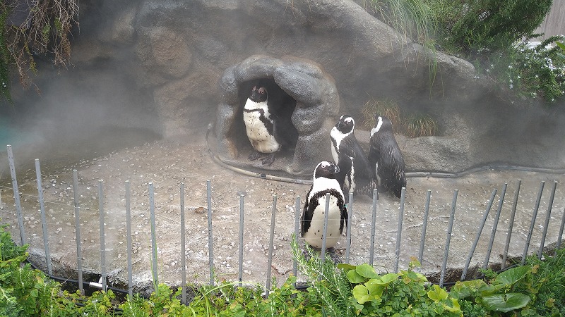 f:id:ovanrei:20210614153908j:image:w360