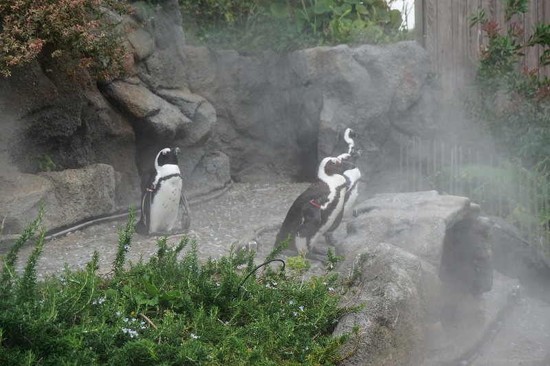 f:id:ovanrei:20210614153924j:image:w360