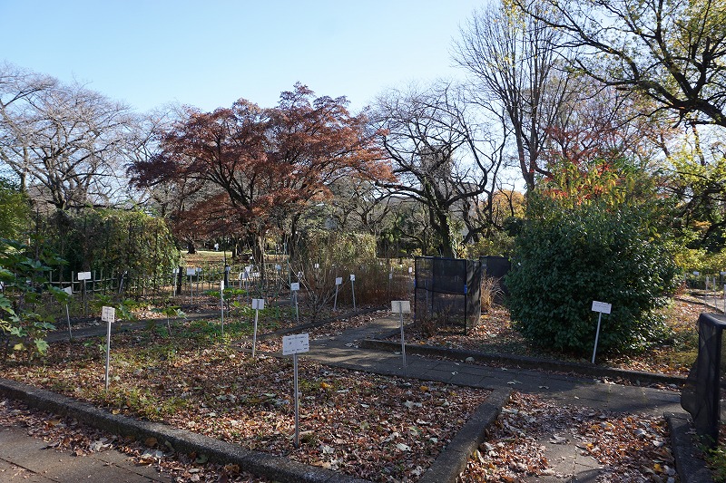 2023/12/17 小石川植物園 - ovanの社会科見学