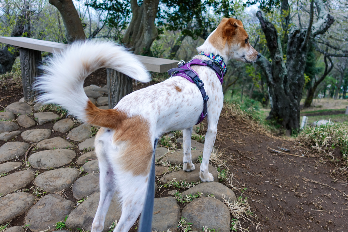 保護犬とは 動植物の人気 最新記事を集めました はてな