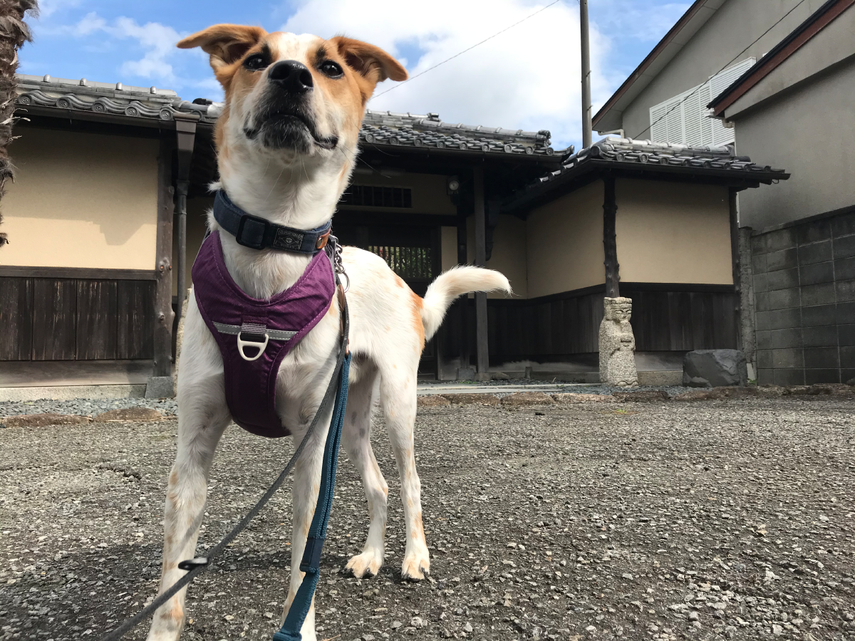 犬の馬鹿走りの原因を なかなか分かってやれない ユクとゆく