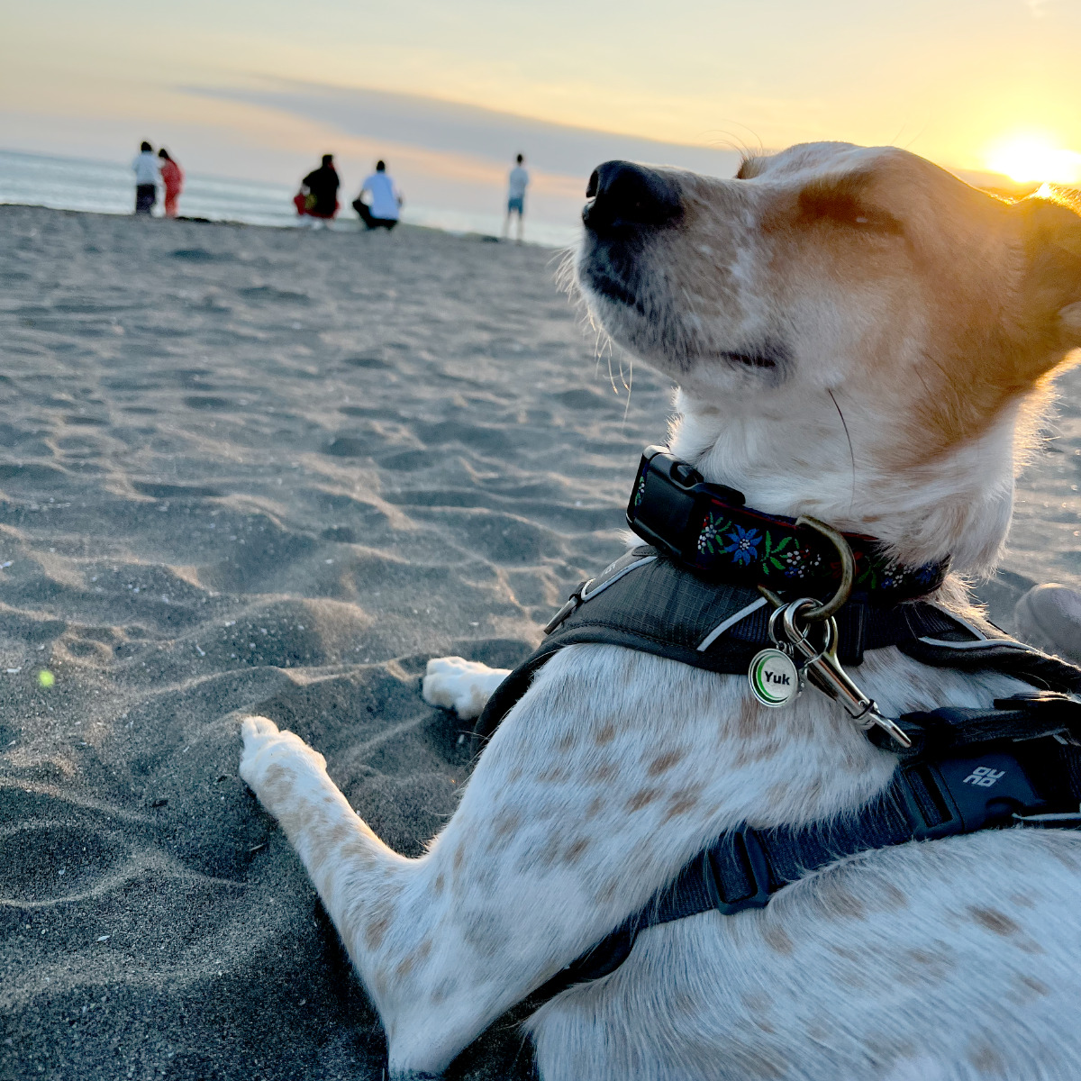 犬と暮らす濃密な日々 ユクとゆく