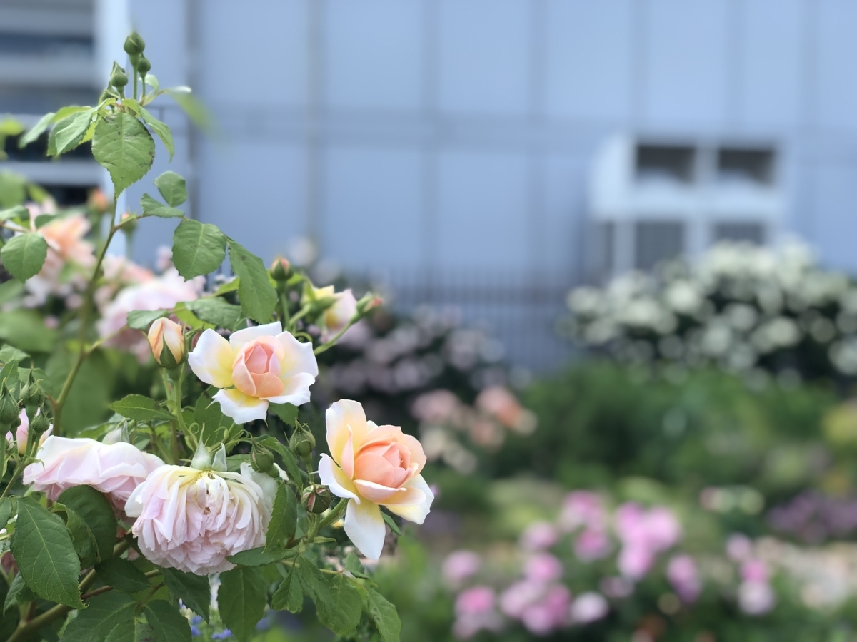 f:id:over-flow:20190601140656j:plain