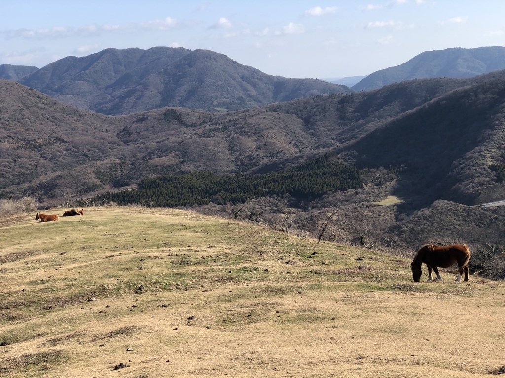 西ノ島・馬放牧中!