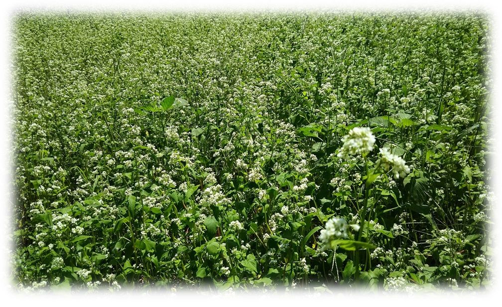 f:id:owari-nagoya55:20190829193647j:plain f:id:owari-nagoya55:20190829193647j:plain