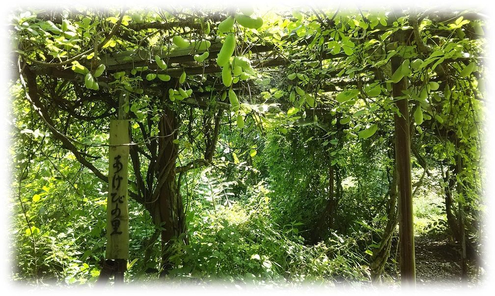 f:id:owari-nagoya55:20190829193715j:plain f:id:owari-nagoya55:20190829193715j:plain