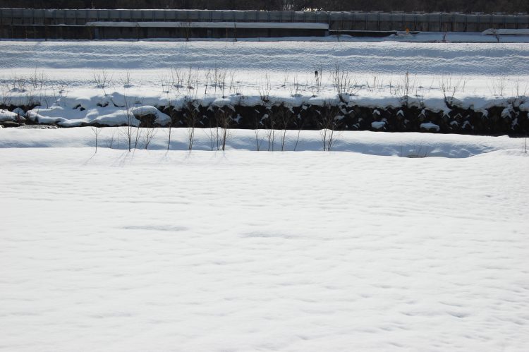 f:id:owlowl72:20190321153810j:plain