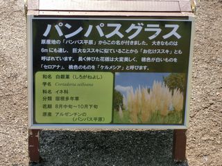 パンパスグラスの説明看板