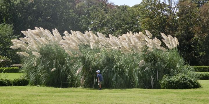 神代植物公園のパンパスグラス