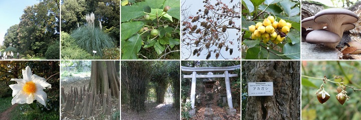 小石川植物園 観察メモ【まとめ】