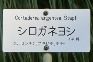 シロガネヨシ 小石川植物園 211116e3
