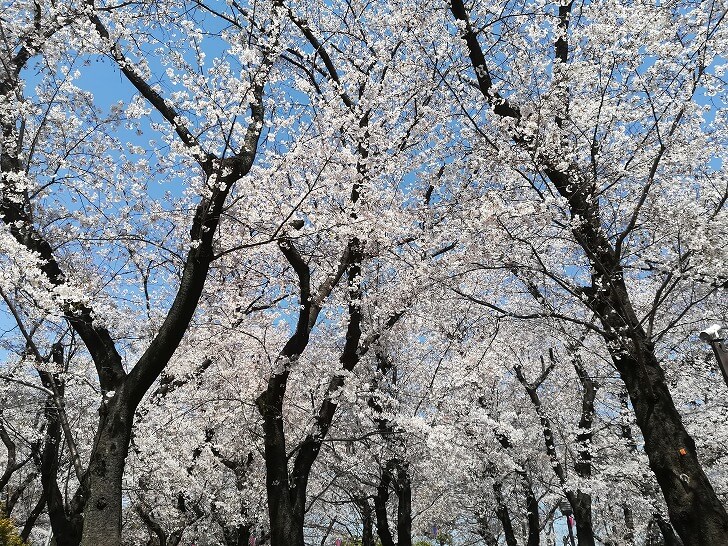 f:id:ownhome:20190404205257j:plain