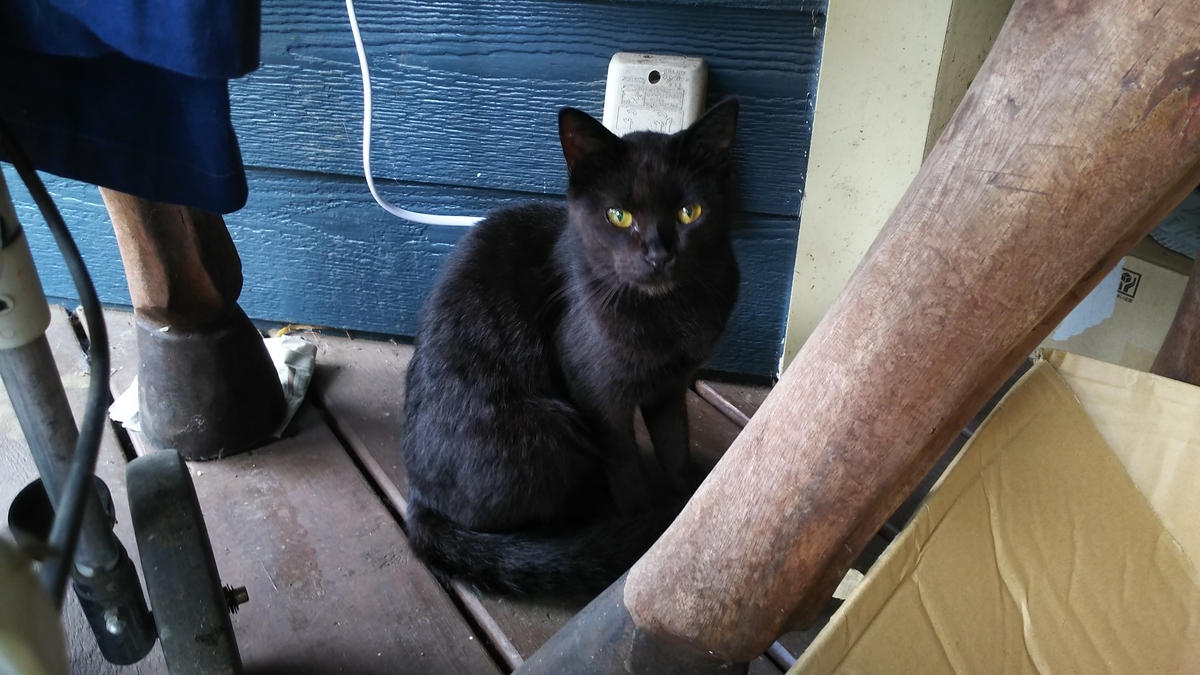 猫　黒猫　黒モフィー
