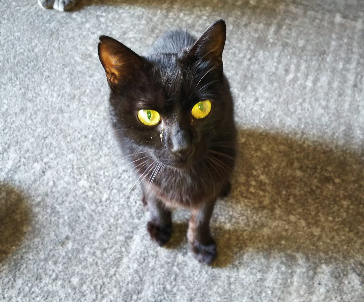 猫　黒猫　くろみ
