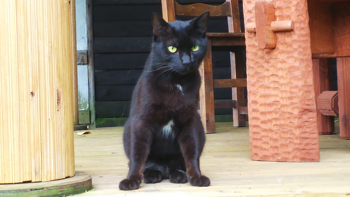 猫　黒猫　ツキノワ